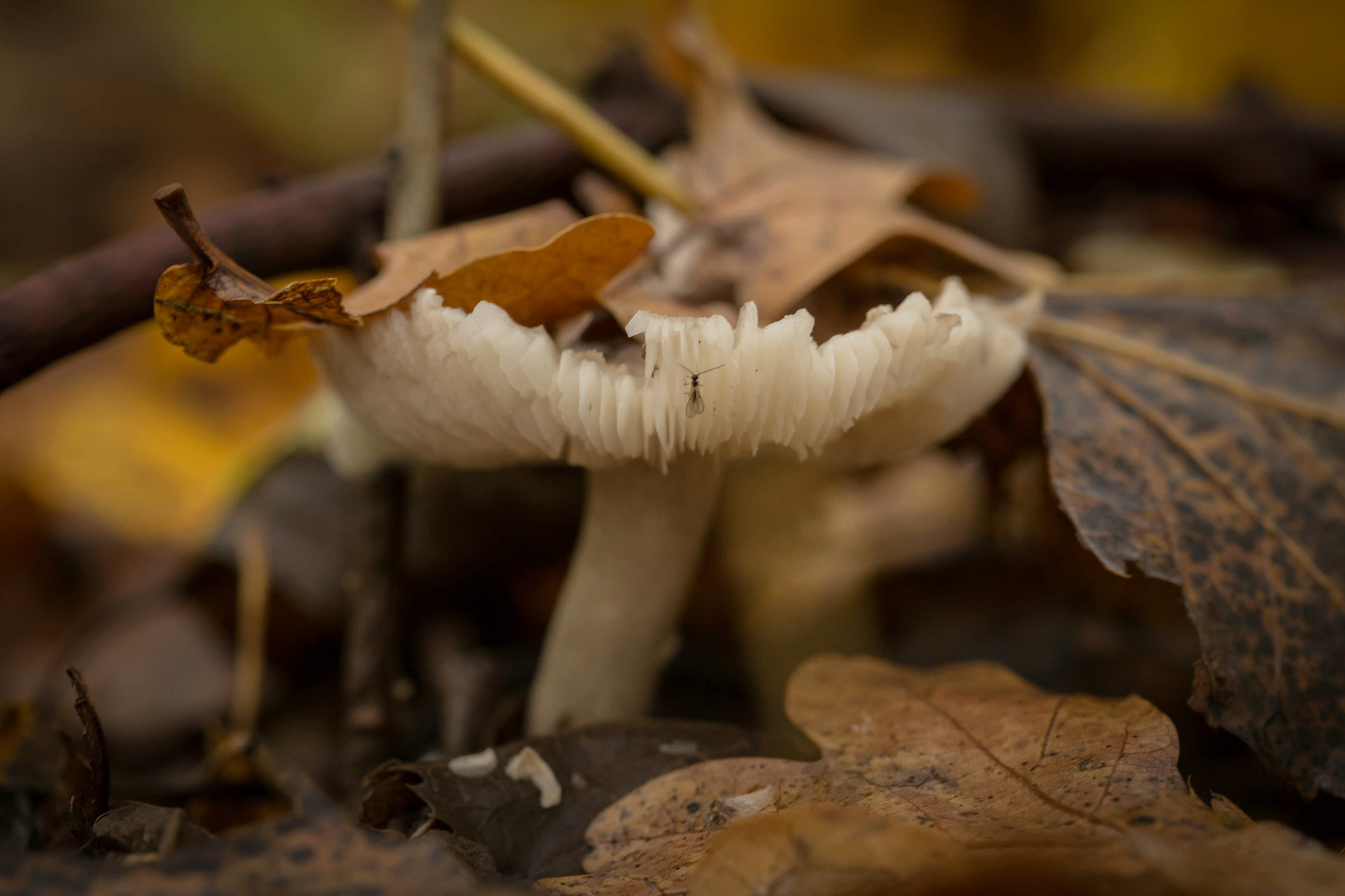 Photo by blooddrainer