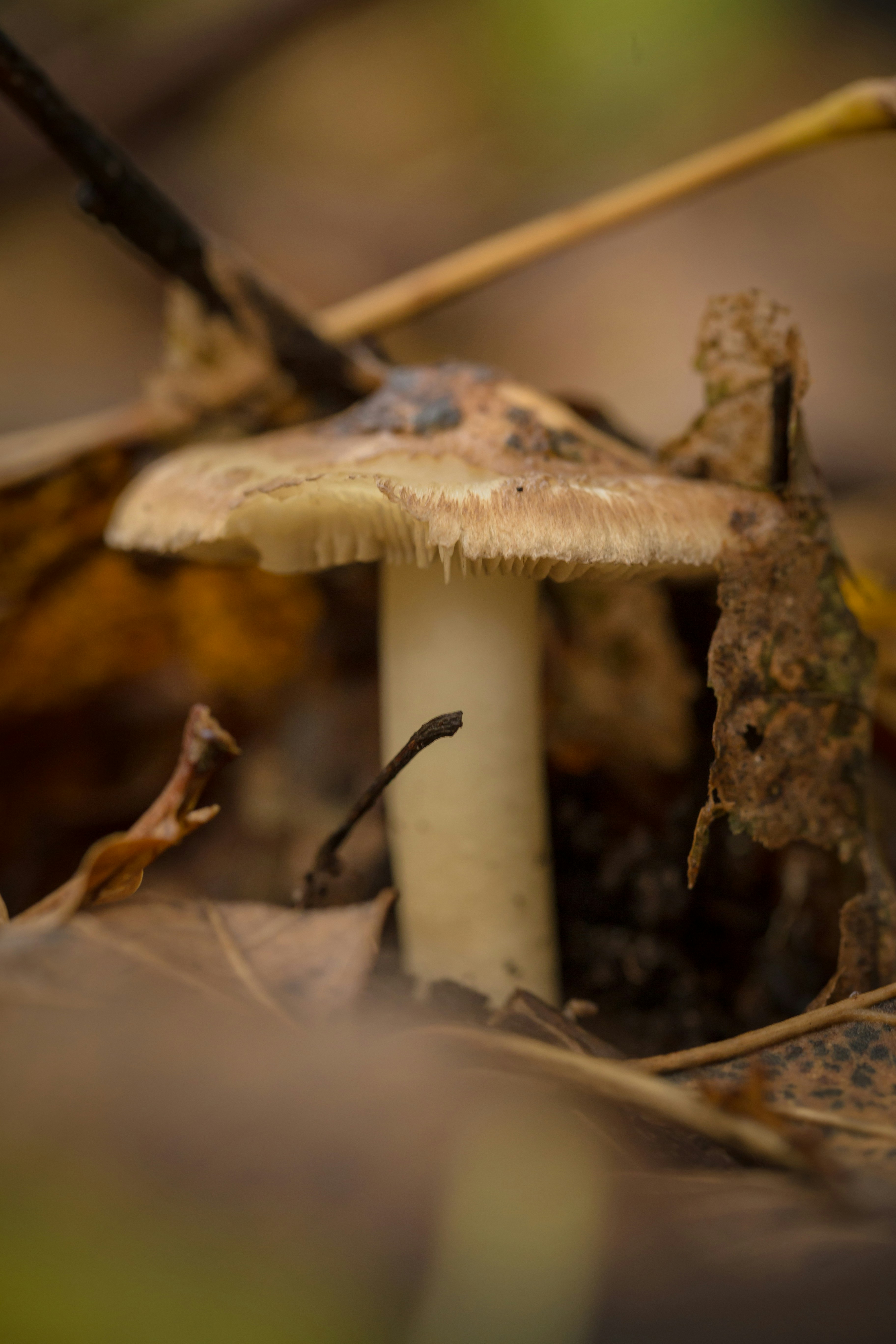 Photo by blooddrainer