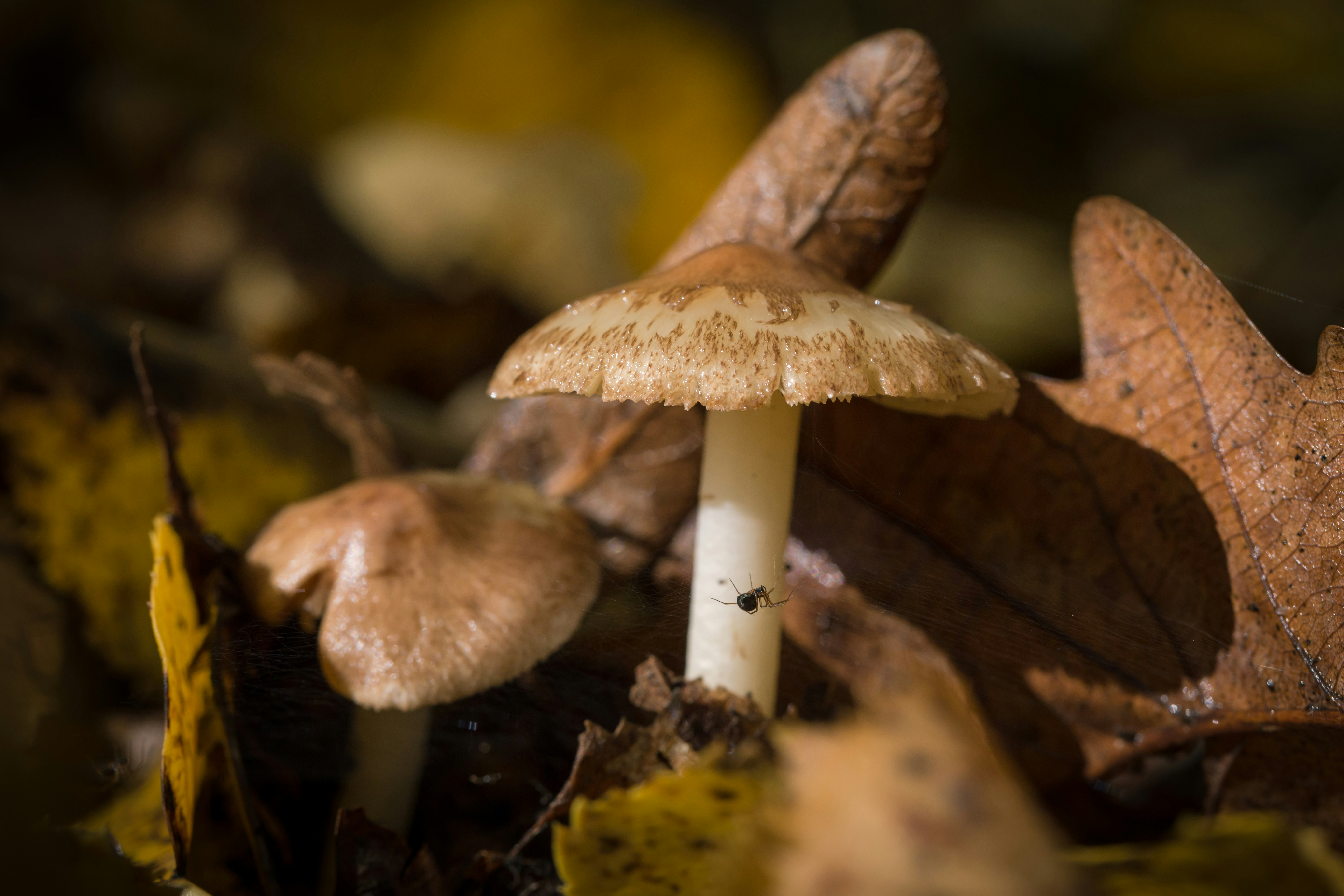 Photo by blooddrainer