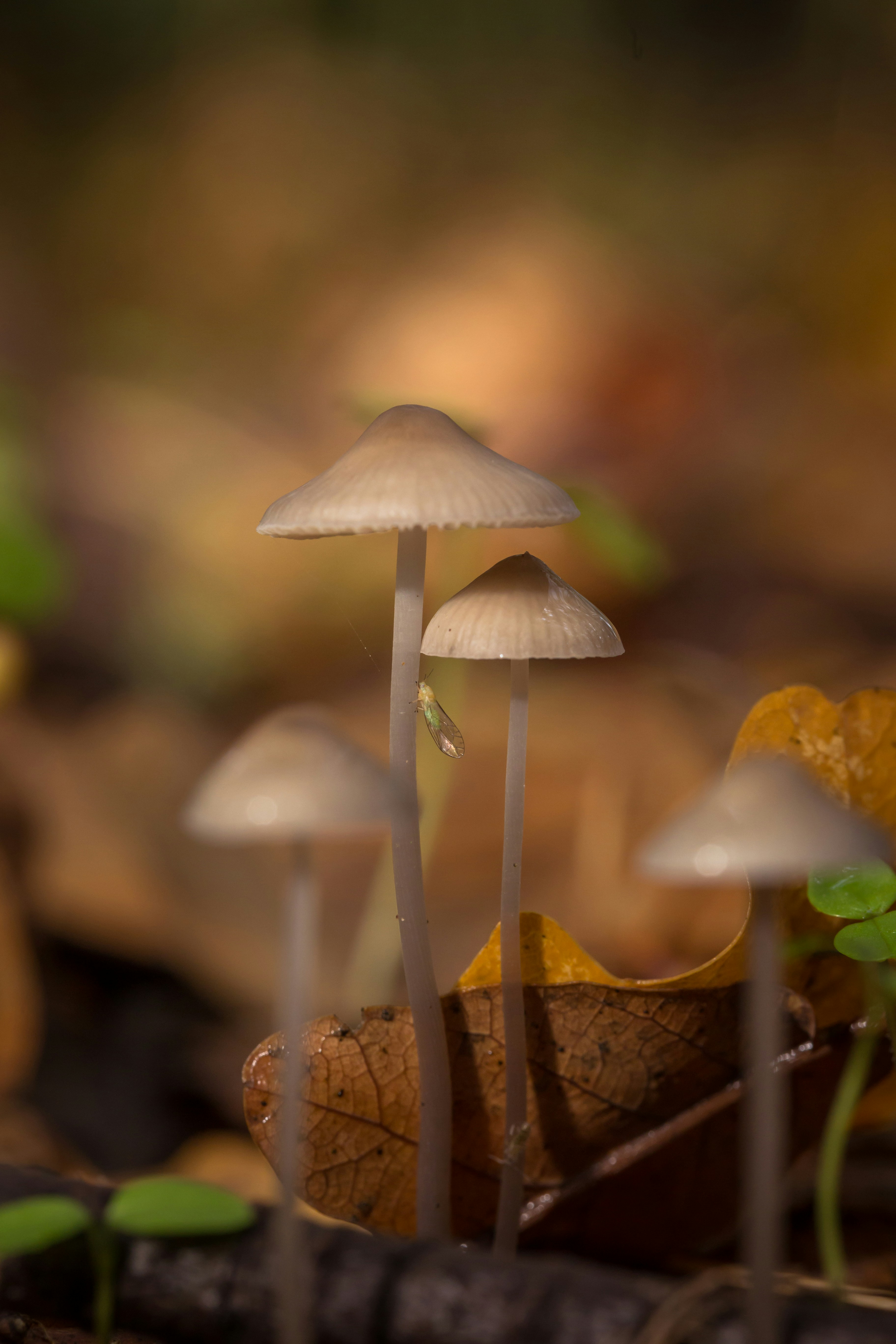 Photo by blooddrainer