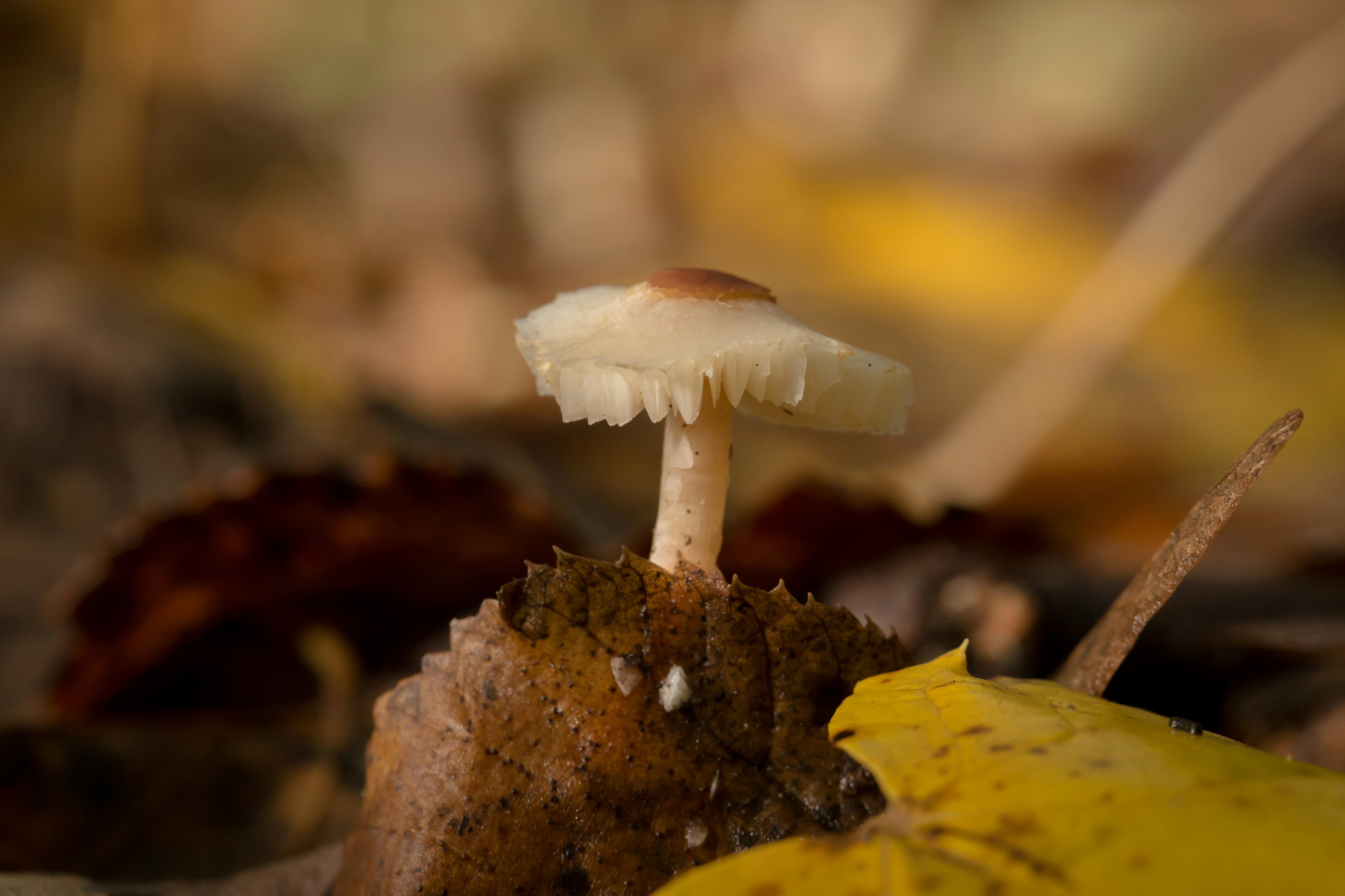 Photo by blooddrainer