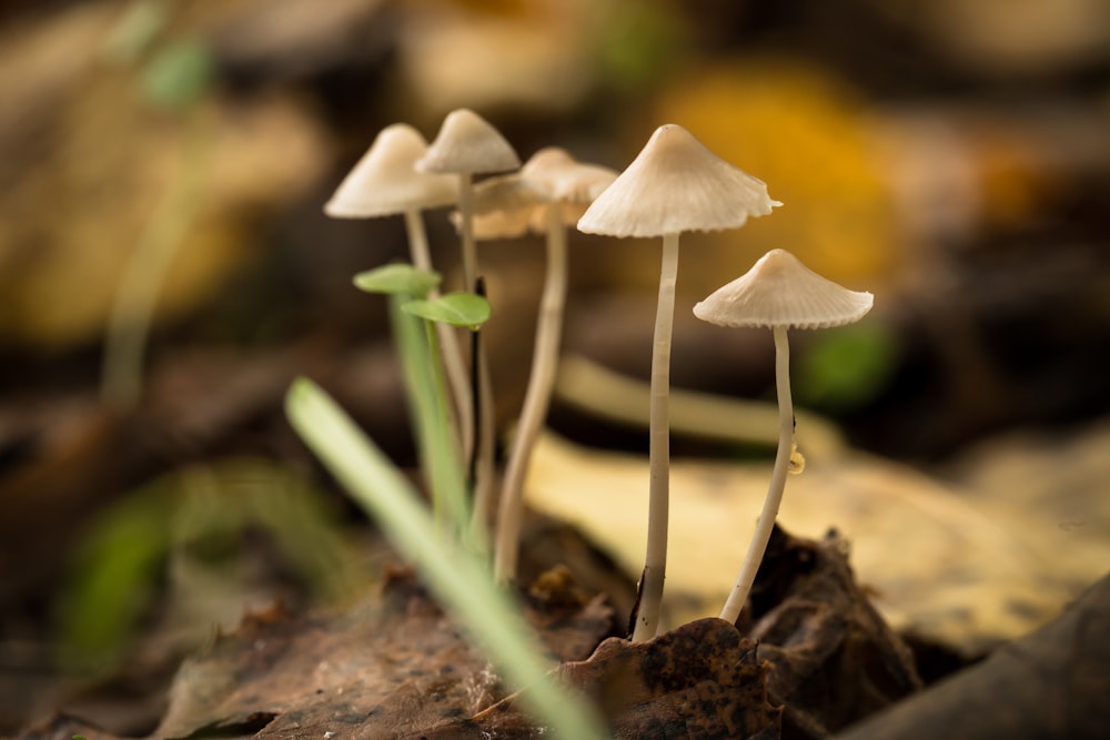 a group of small white mushrooms sitting on top of a forest floor