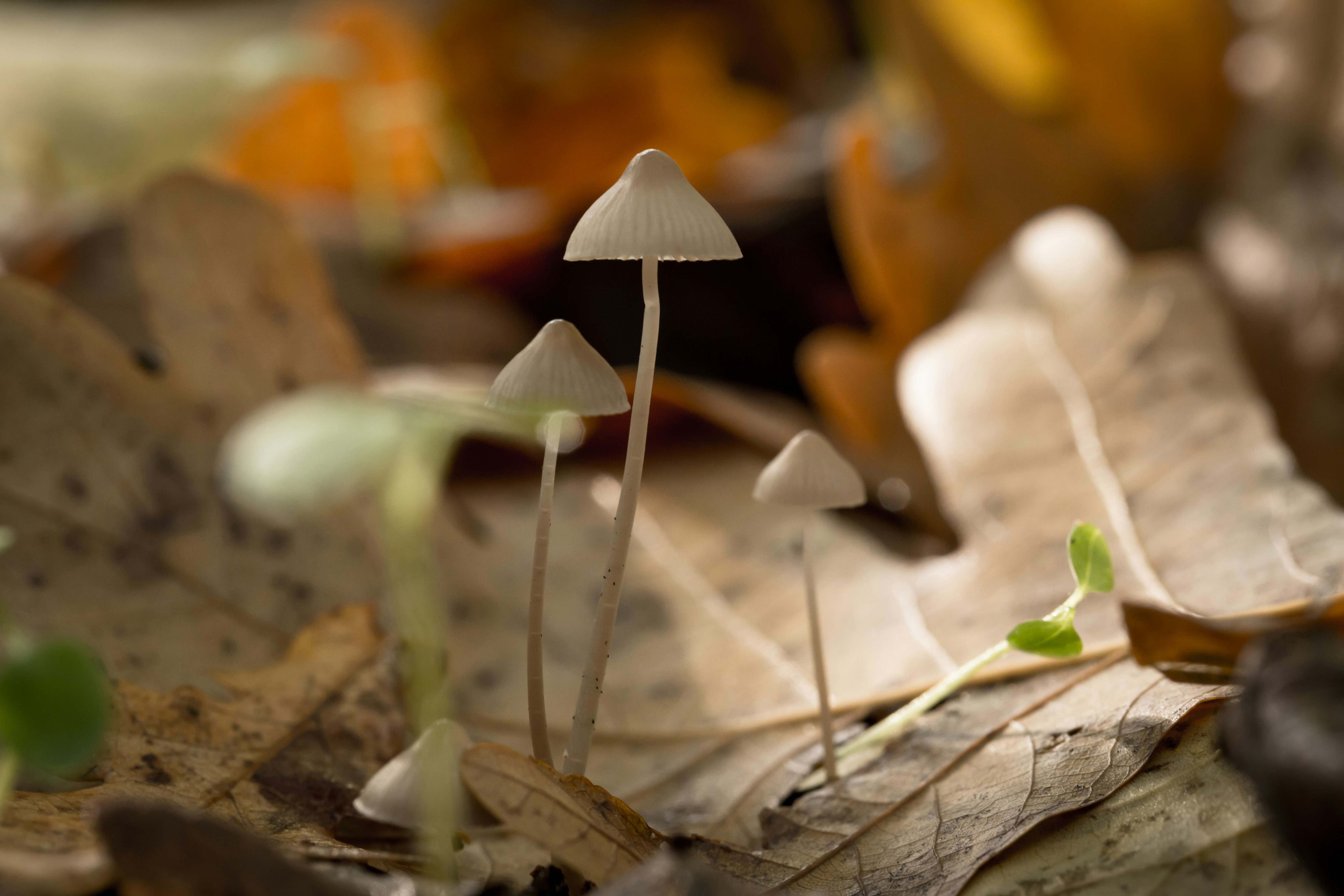 Photo by blooddrainer