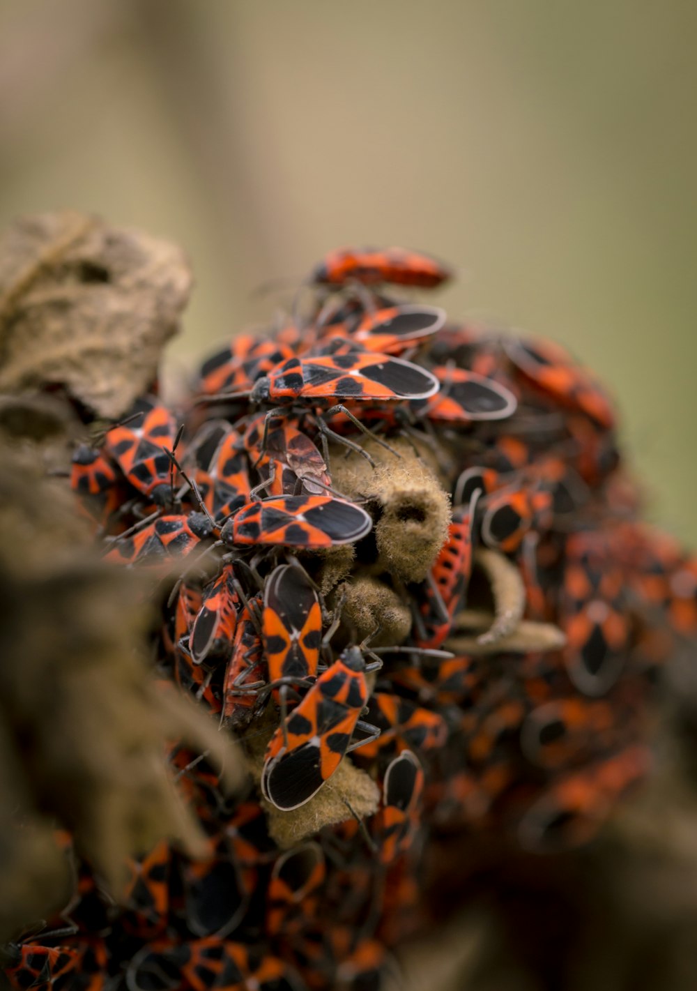 a close up of a bunch of bugs on a tree