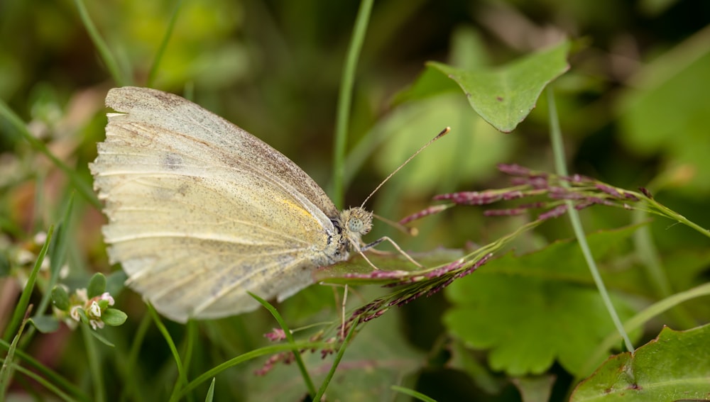 a white butterfly sitting on top of a green plant