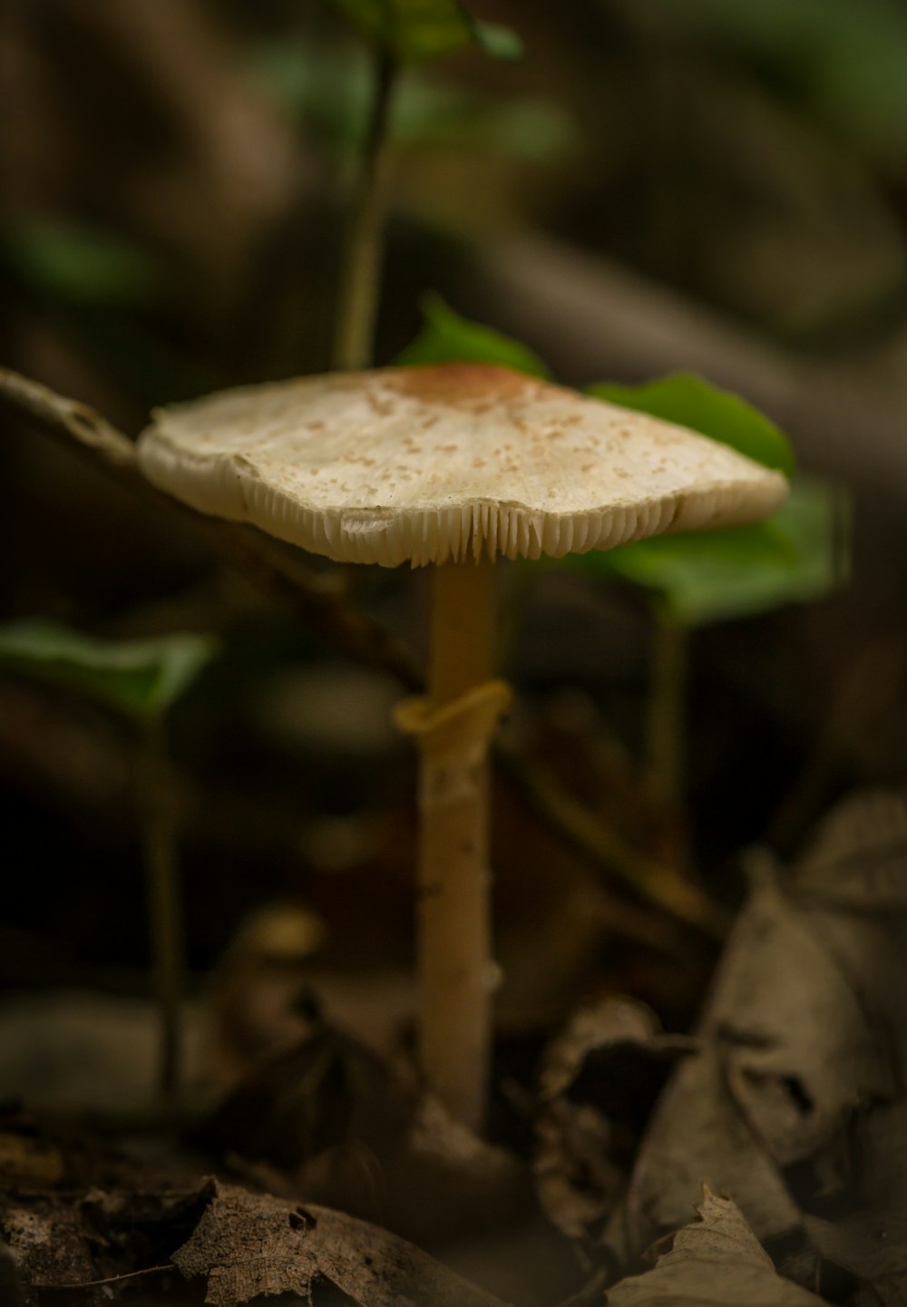 a small white mushroom sitting on the ground