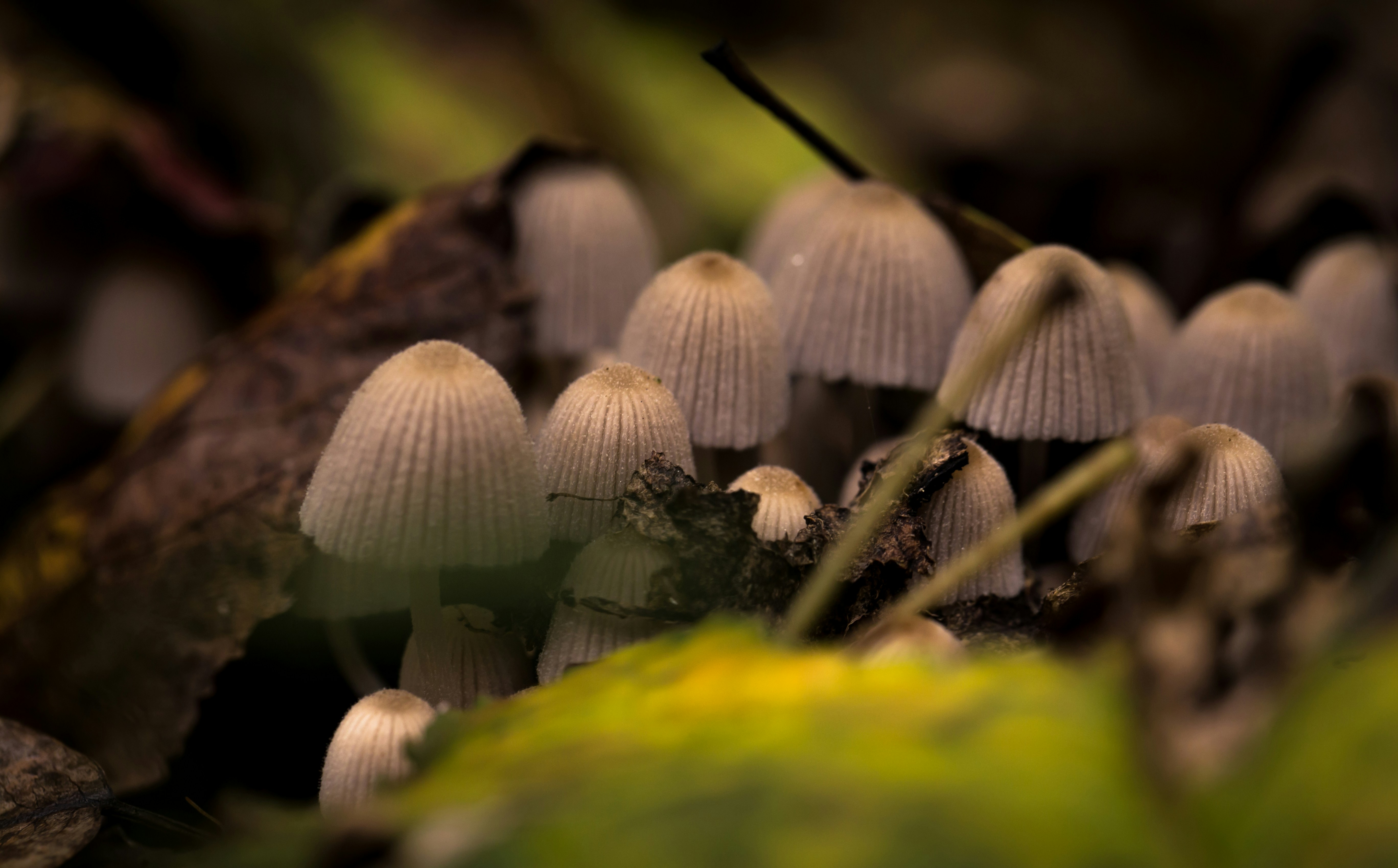 Photo by blooddrainer