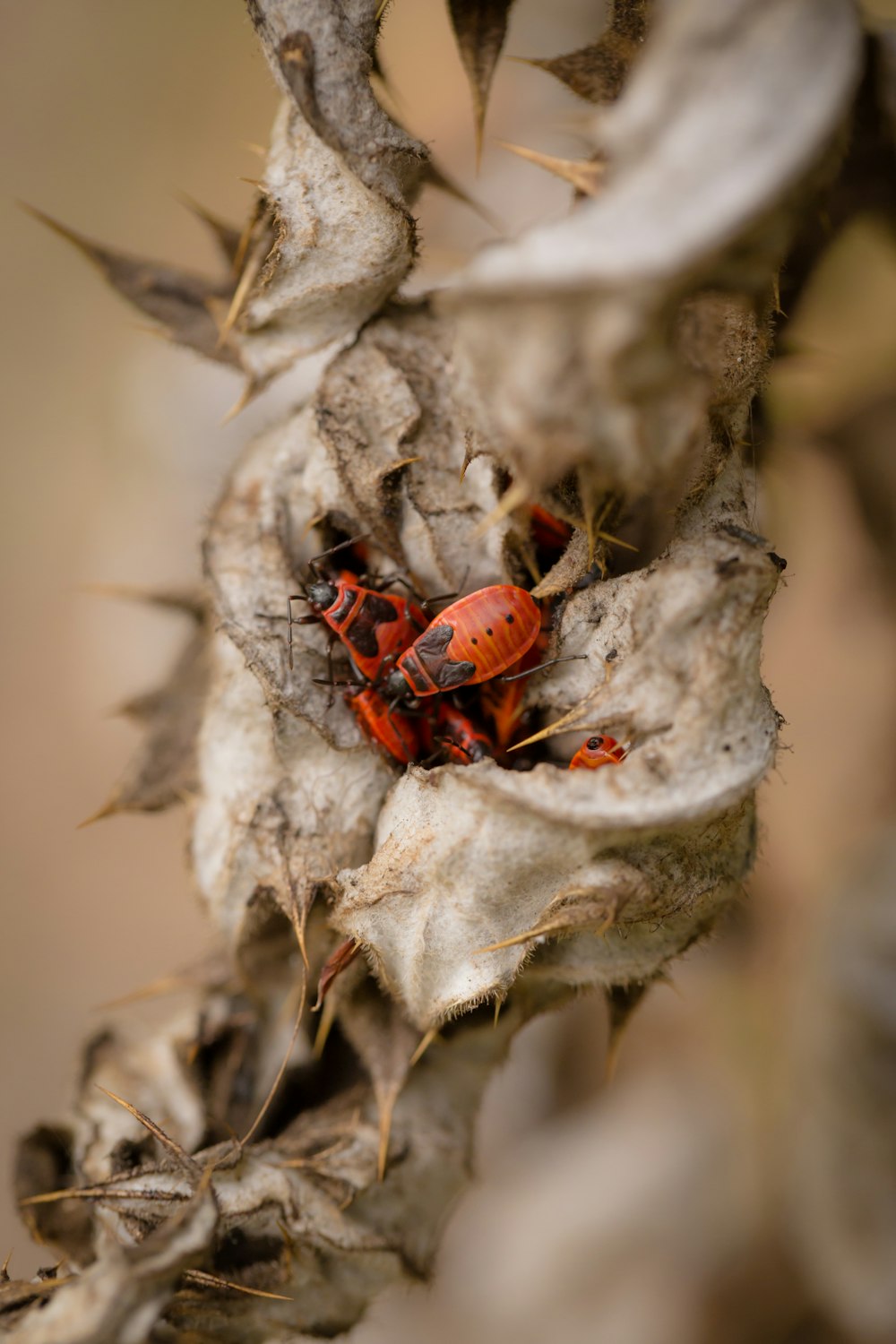 a red bug sitting on top of a dry plant