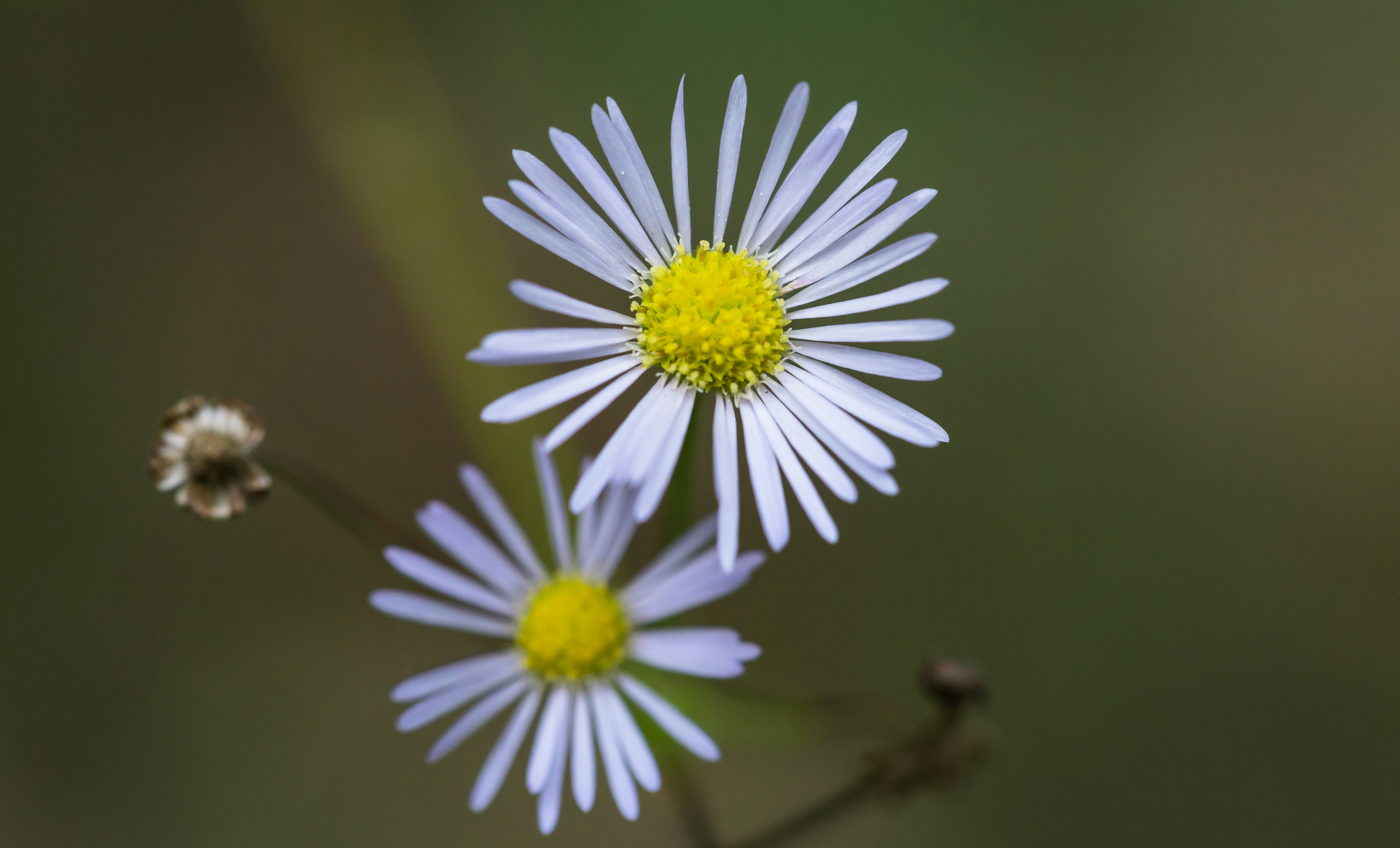 Photo by blooddrainer