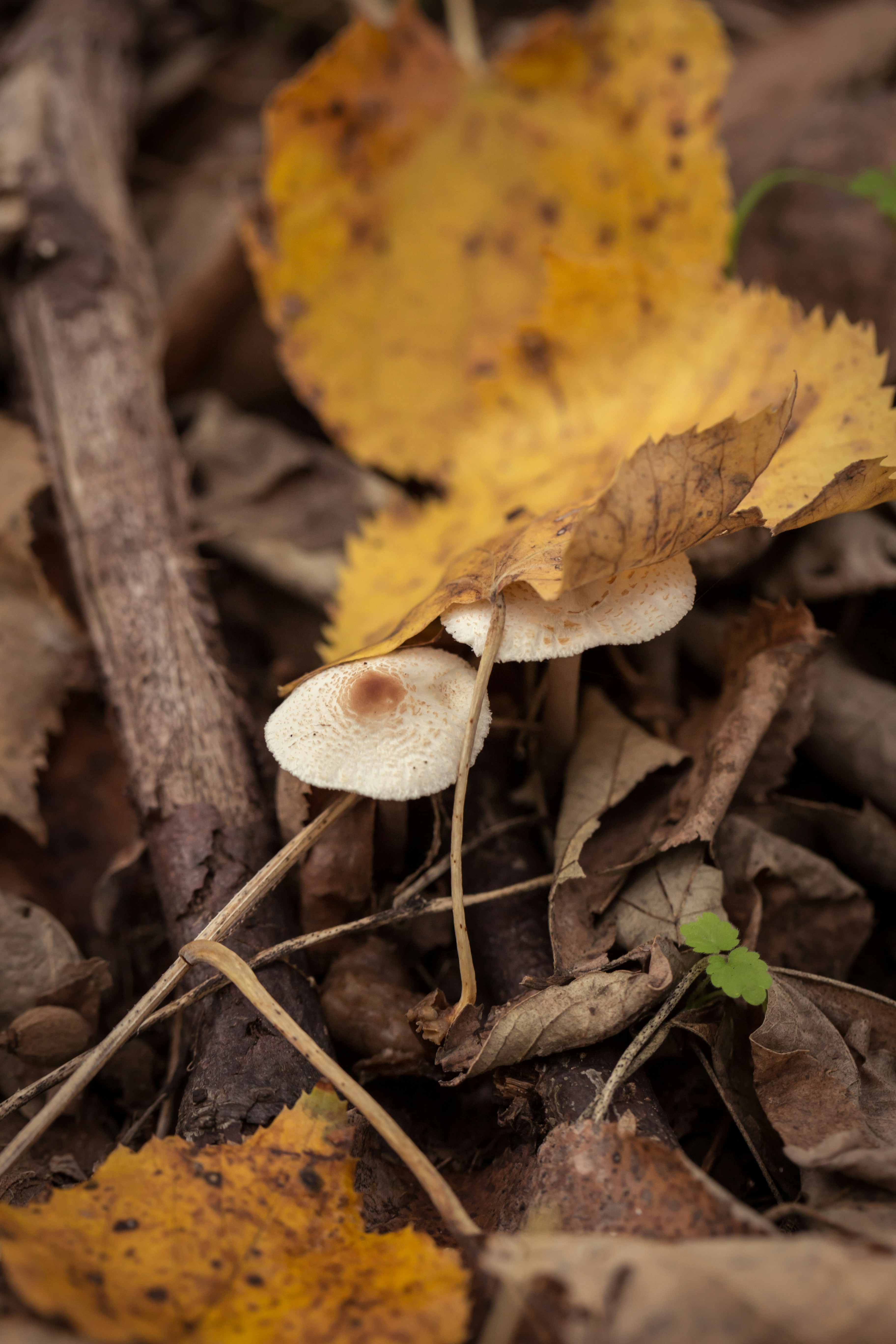 Photo by blooddrainer