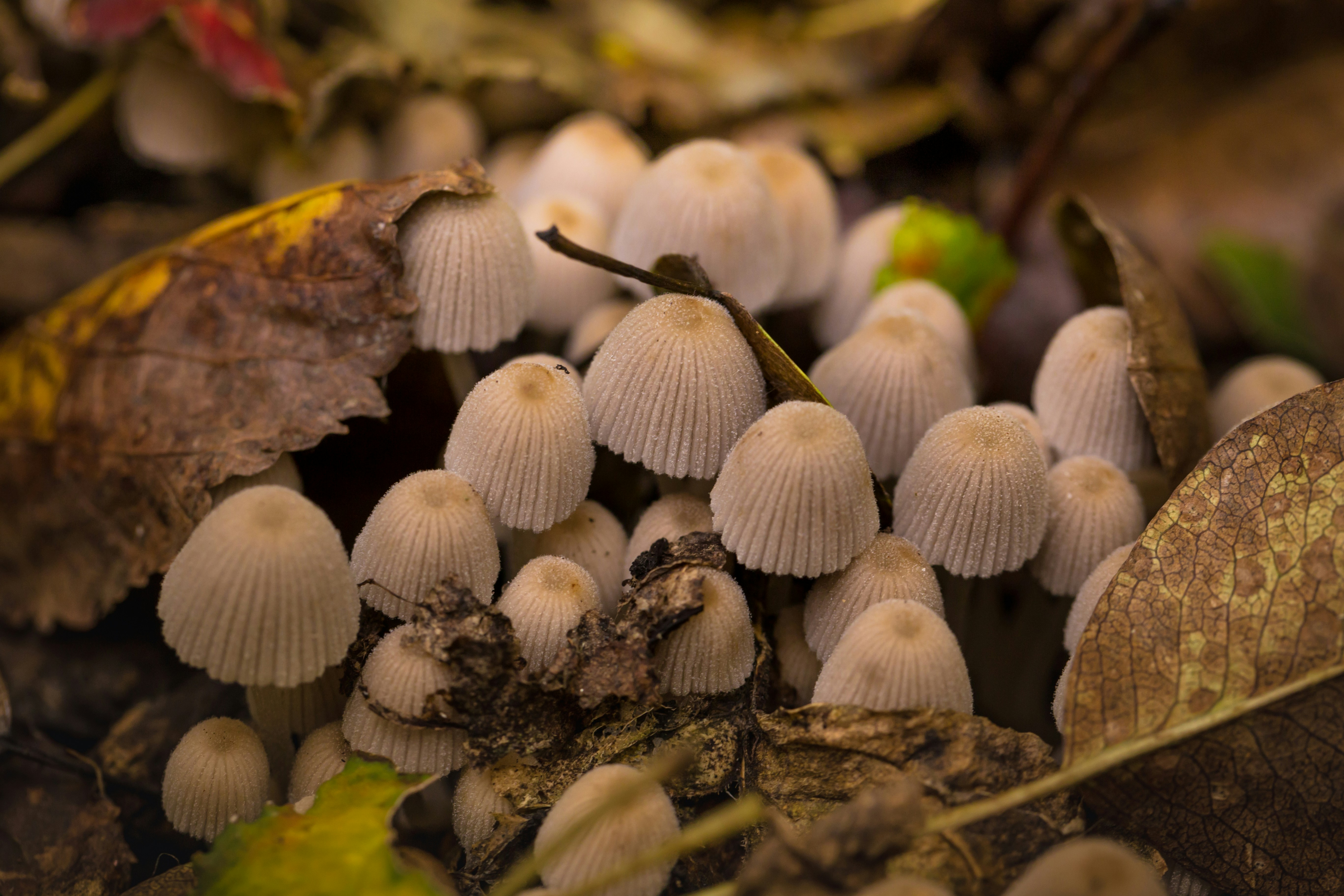 Photo by blooddrainer