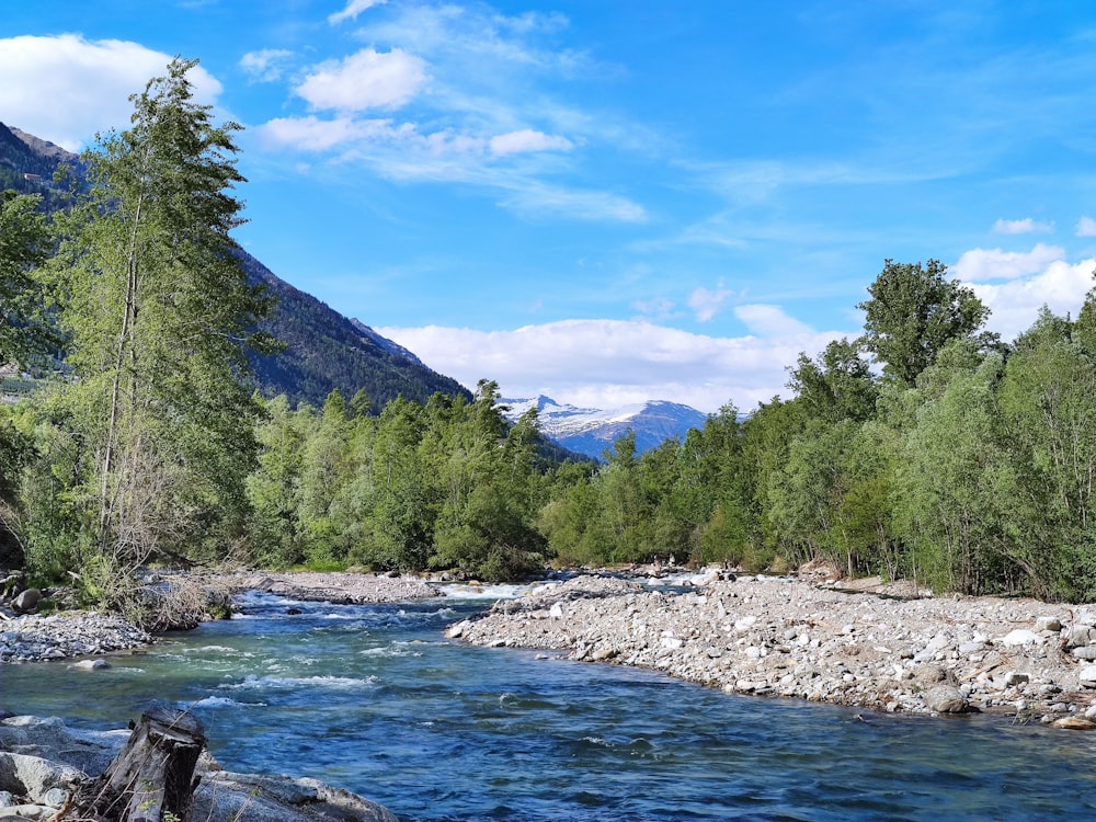 a river running through a lush green forest