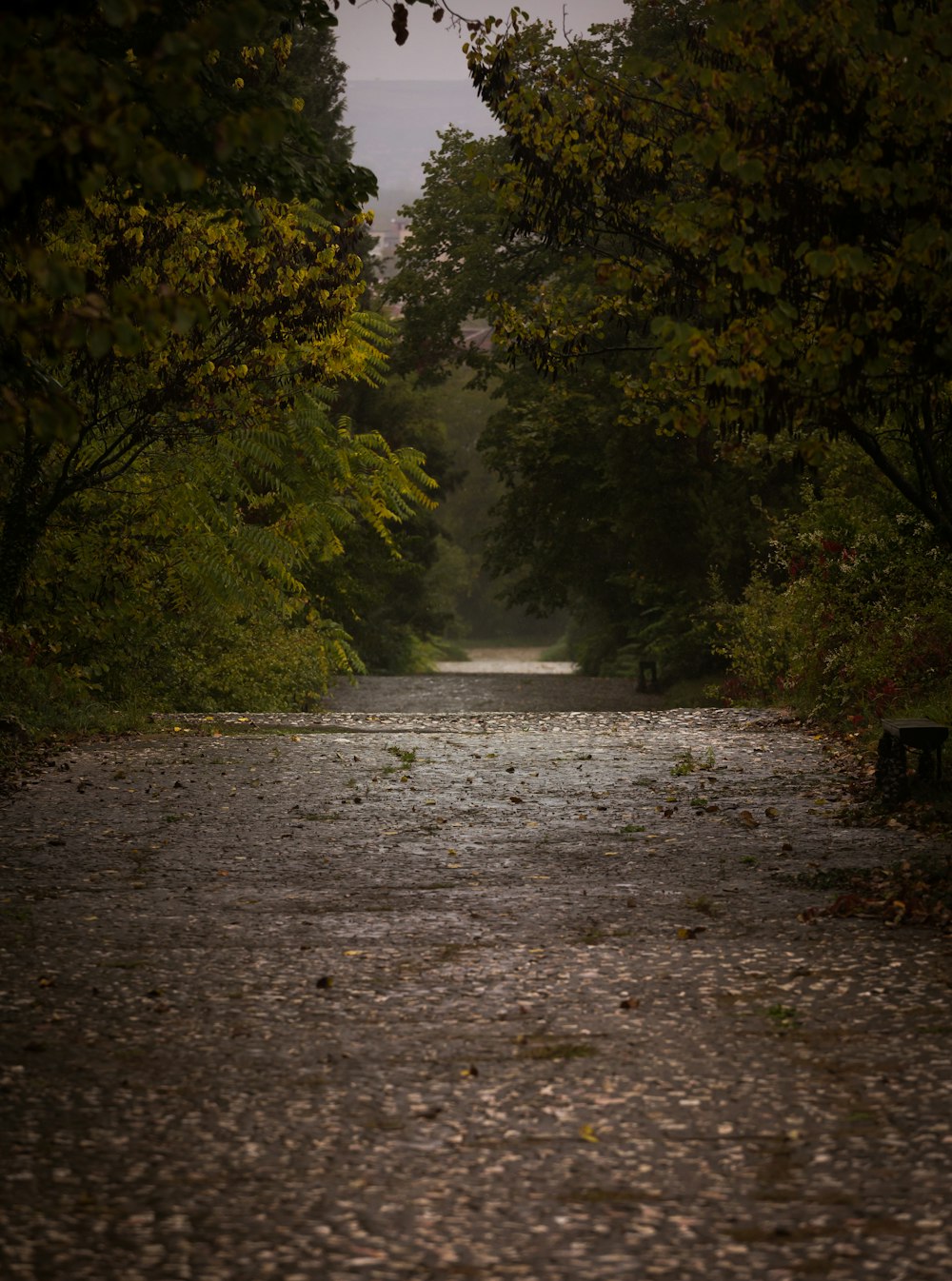 a wet road in the middle of a forest