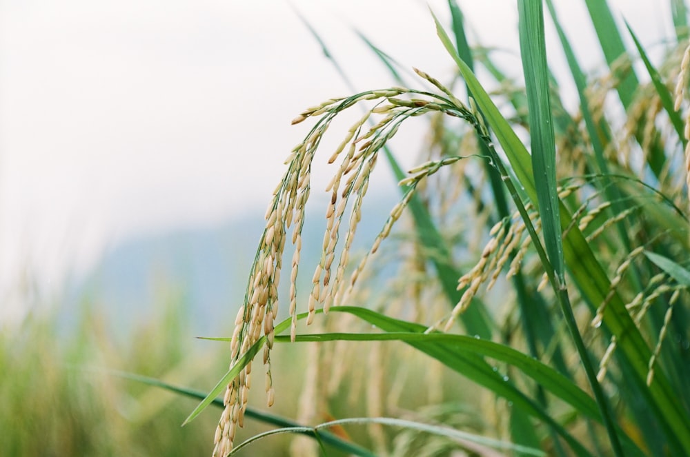 a close up of a field of grass