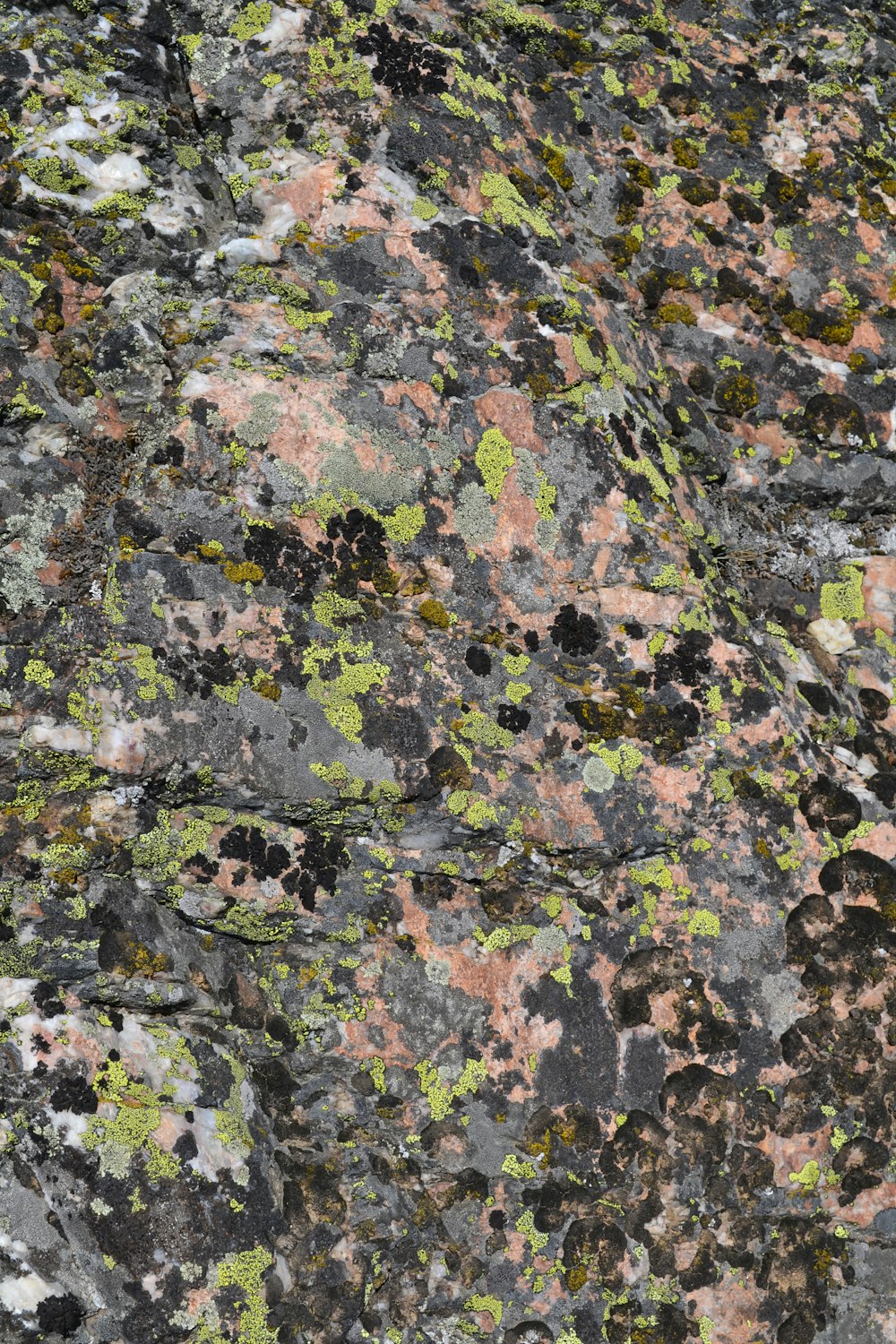 a close up of a rock with moss growing on it