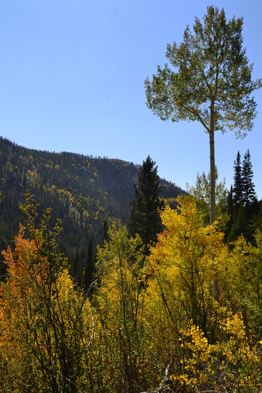 a view of a mountain with trees in the foreground