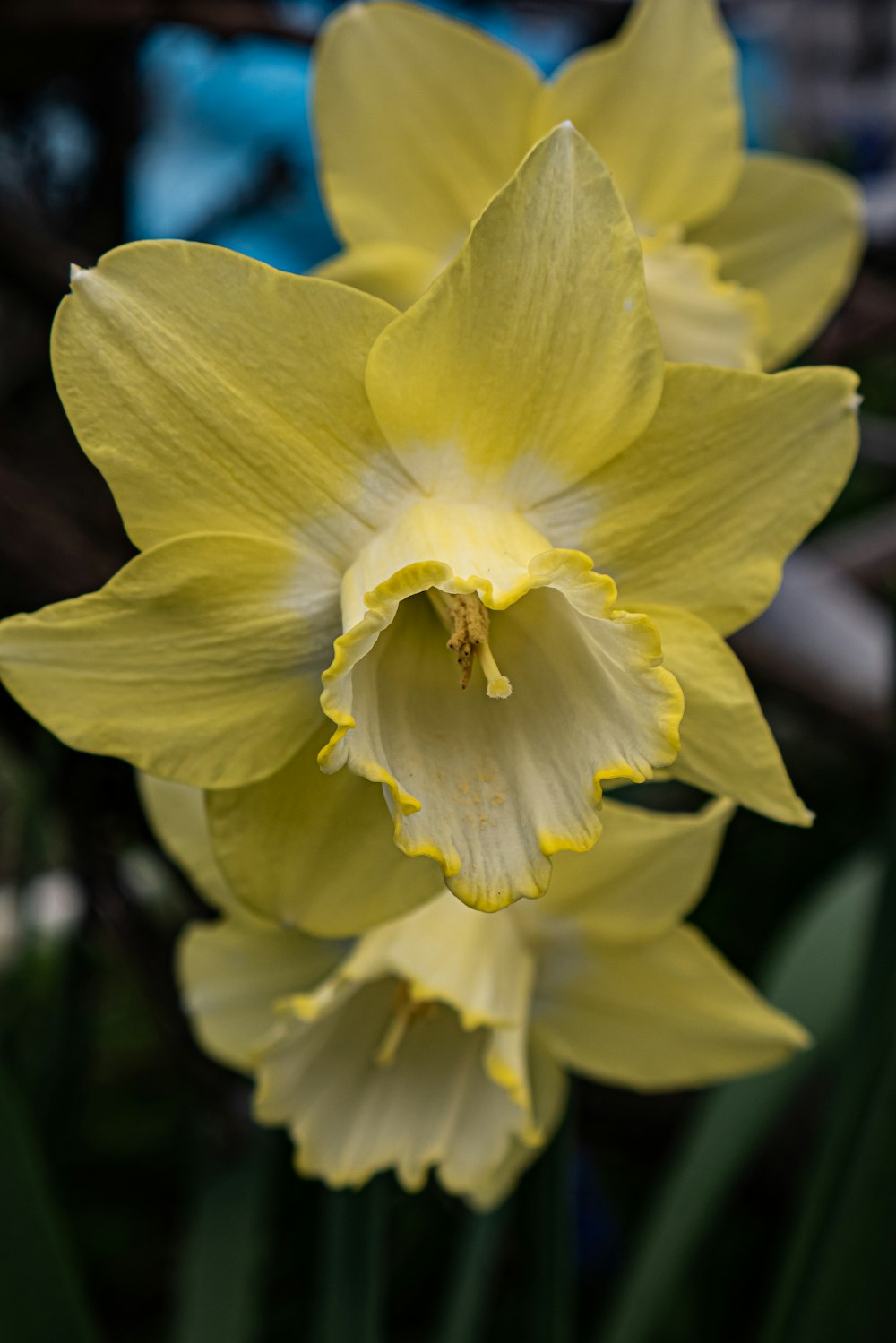 a close up of a yellow flower with a blurry background