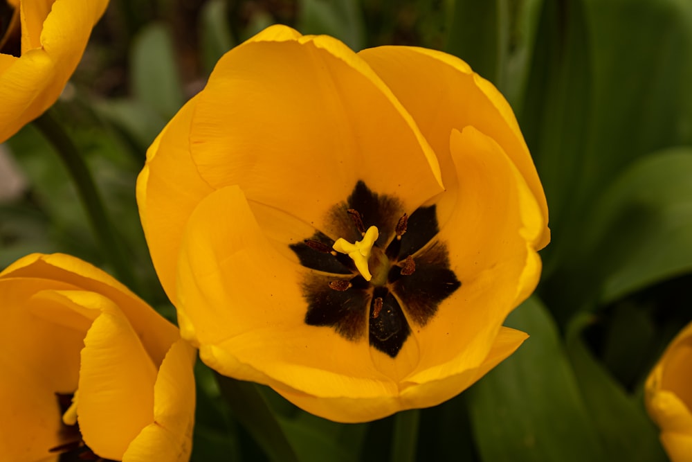 a close up of a bunch of yellow flowers