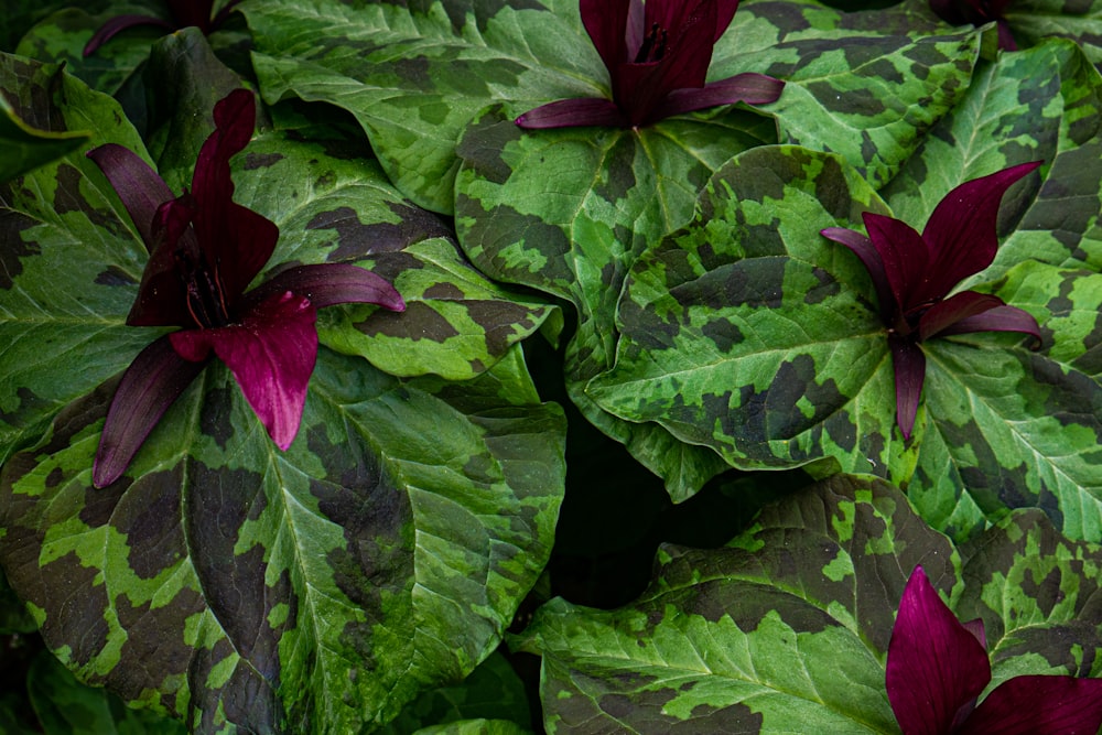 a group of green and purple leaves with red centers