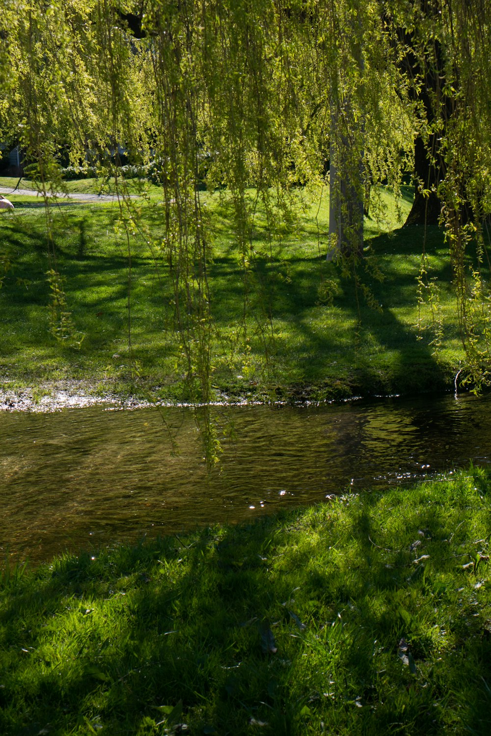 a small stream running through a lush green park