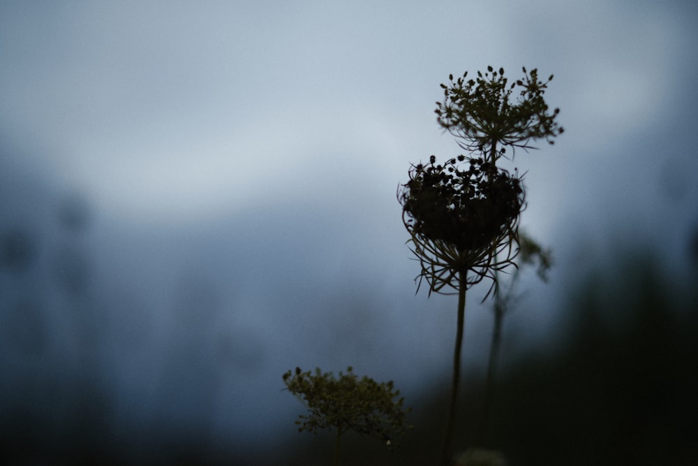 a close up of a plant with a sky in the background