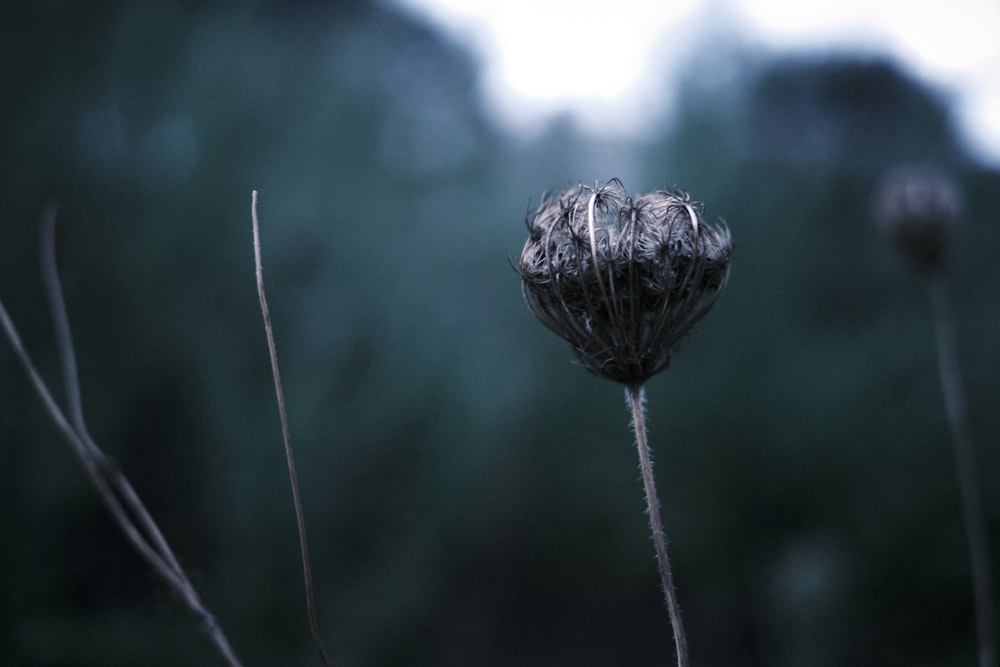 Un primer plano de una flor con un fondo borroso