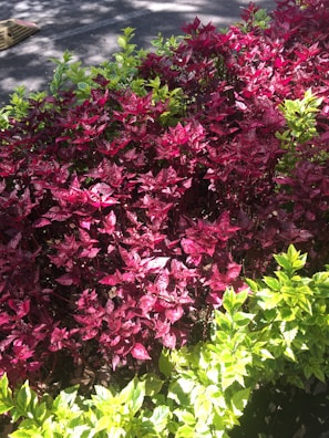 Lush foliage in a garden includes vibrant red-purple and bright green leaves, with sunlight casting shadows on the ground around.