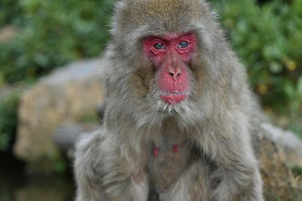 a close up of a monkey with a red face