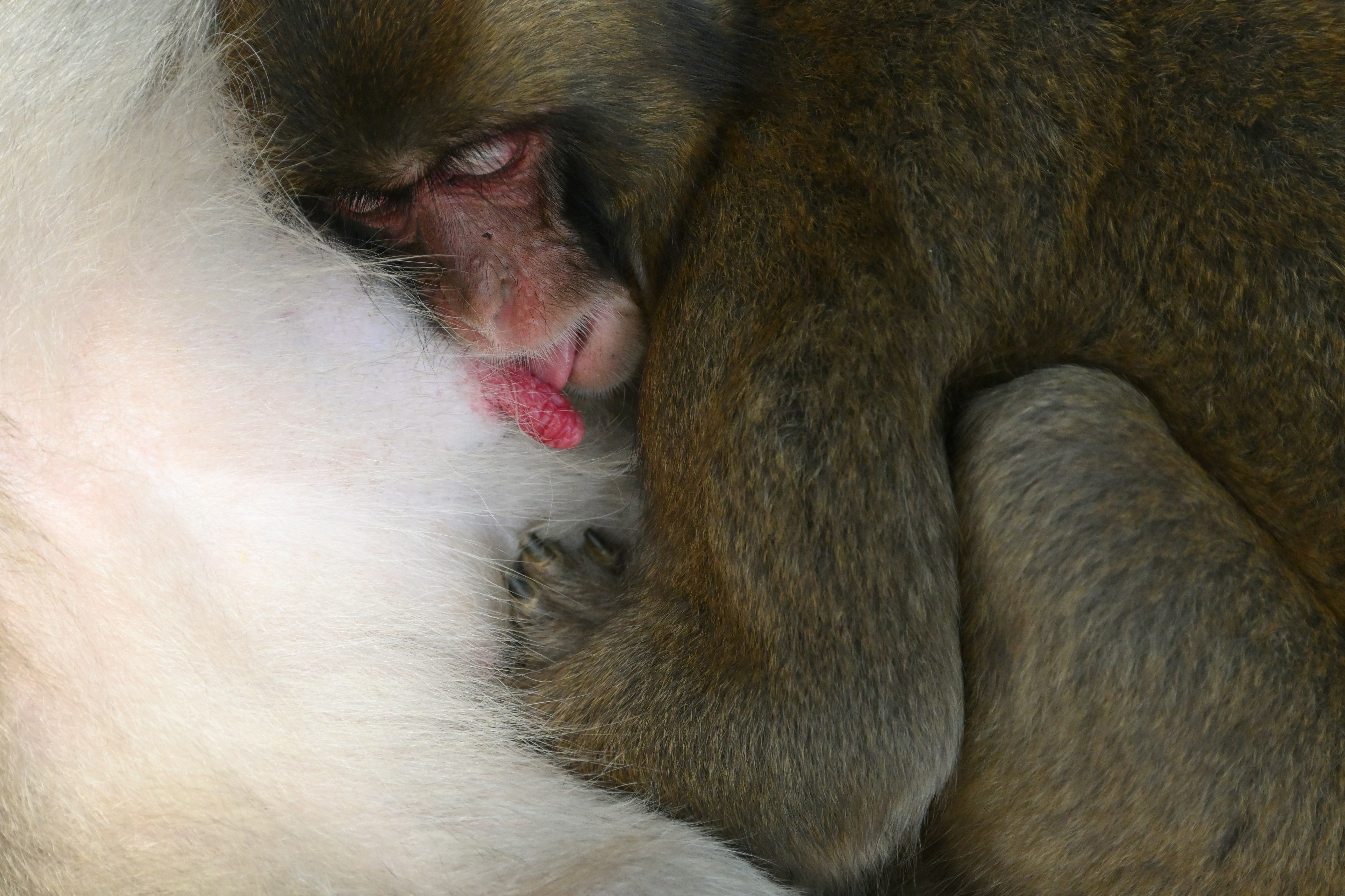 Young monkey is licking his mother's nipple in the memory of baby.