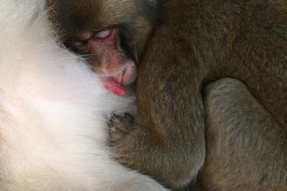 un singe avec la bouche ouverte et la langue sortie
