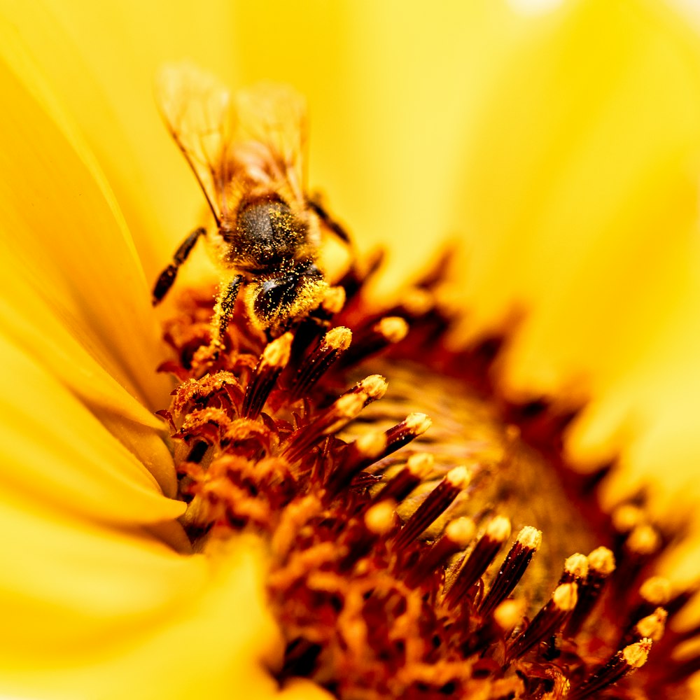 a bee sitting on top of a yellow flower