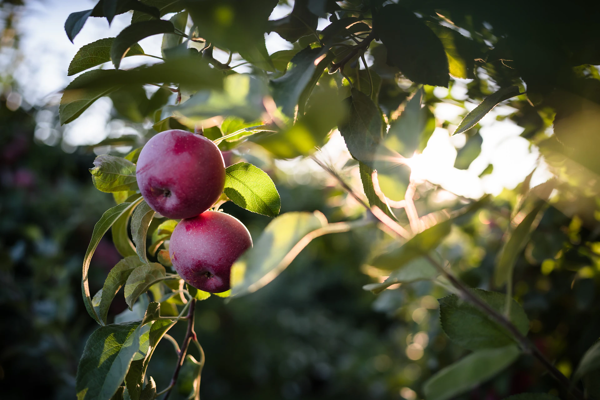 a couple of apples that are on a tree