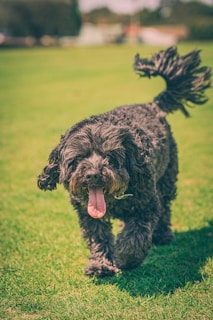 a small black dog walking across a lush green field