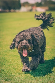 a small black dog walking across a lush green field