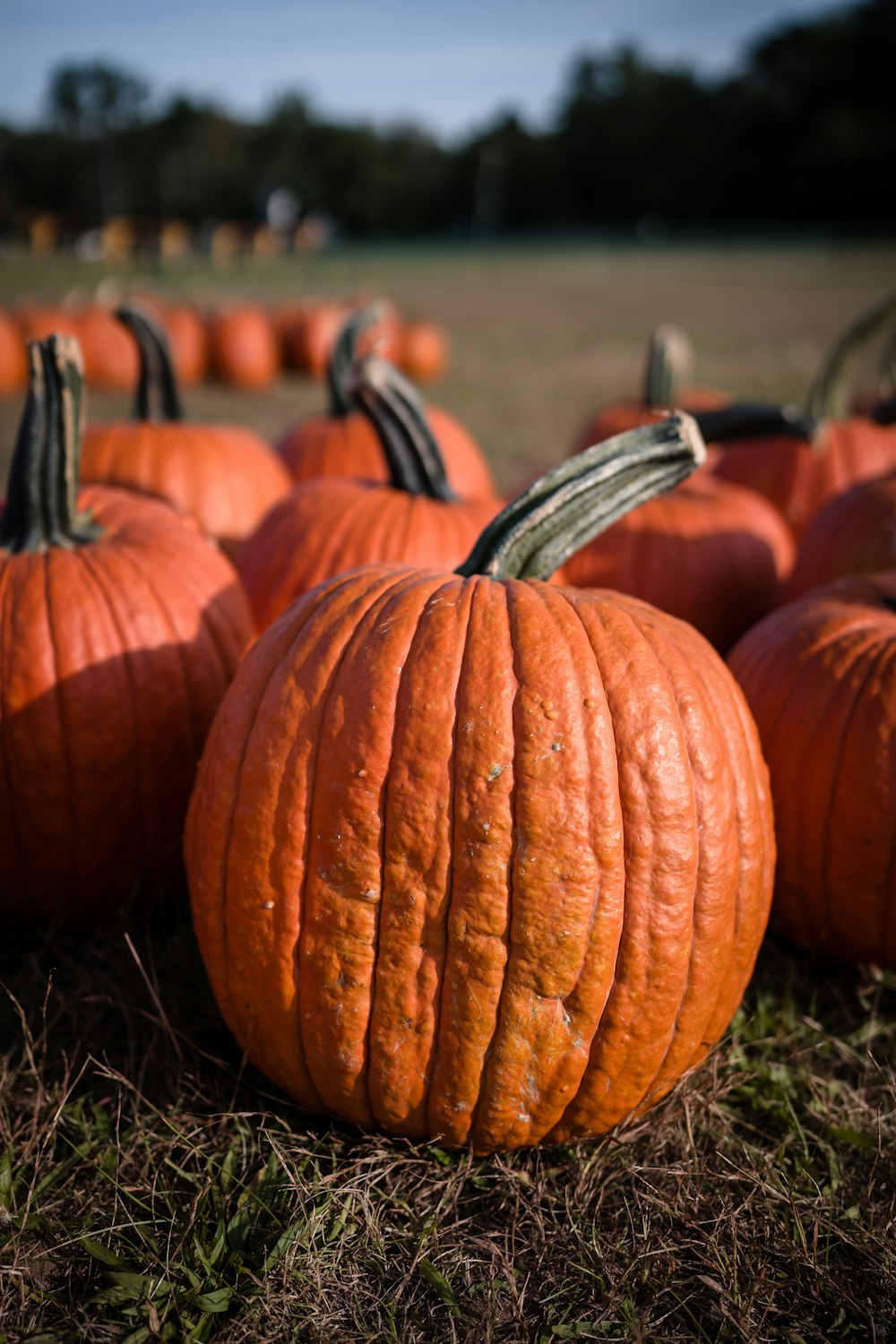 a group of pumpkins sitting on top of a field