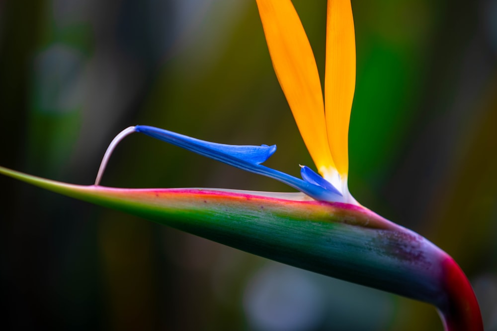 a close up of a flower with a blurry background