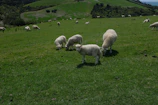 A group of Karakul sheep grazing peacefully under a bright blue sky.