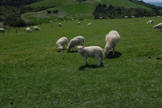 A scenic view of rolling hills with sheep grazing peacefully in a pasture.