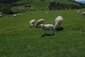 A group of Karakul sheep grazing peacefully under a bright blue sky.