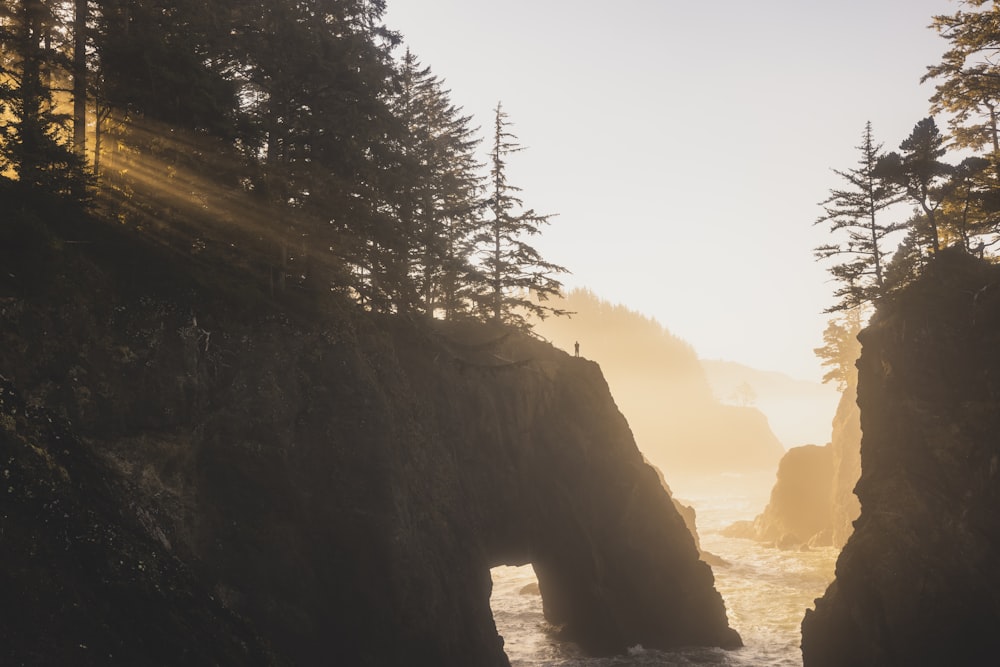 the sun shines through the trees onto the ocean