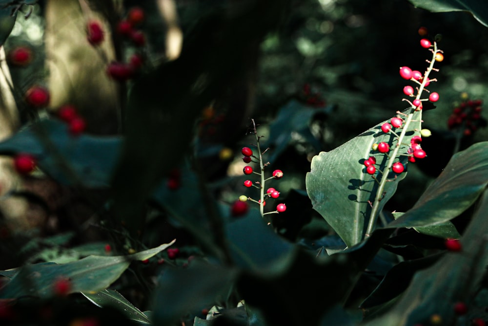 a bush with red berries and green leaves