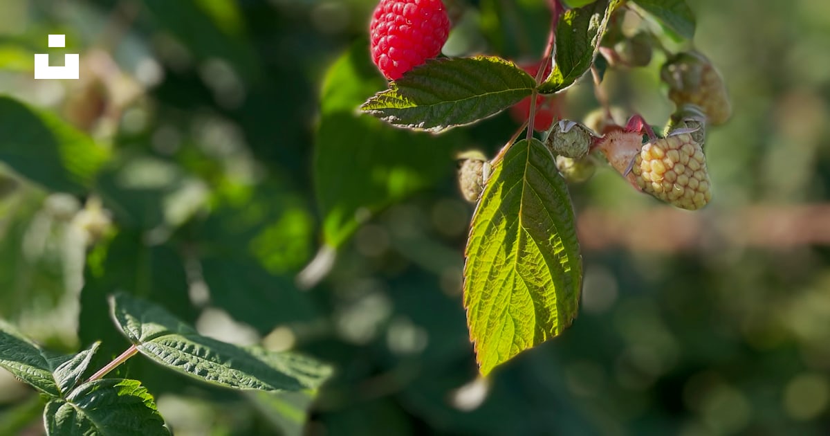 Raspberries growing on a tree in a field photo – Free Raspberry Image ...