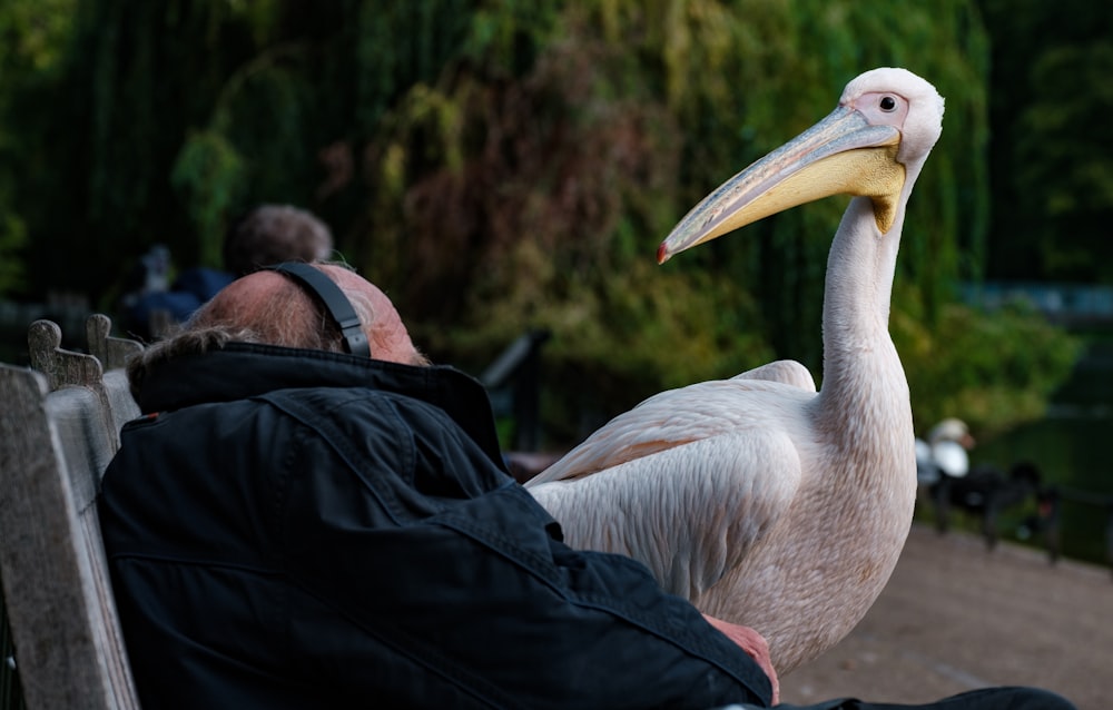 a man sitting on a bench with a large bird