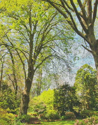A lush garden scene with vibrant plants and stylish gardening tools resting on a wooden bench.
