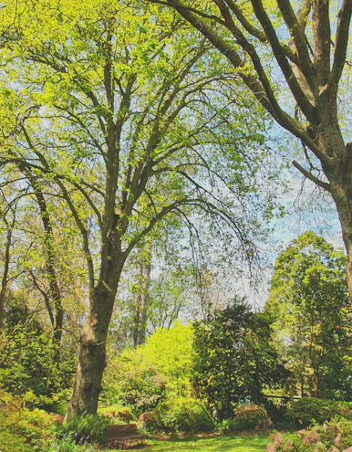 A lush garden scene with vibrant plants and stylish gardening tools resting on a wooden bench.