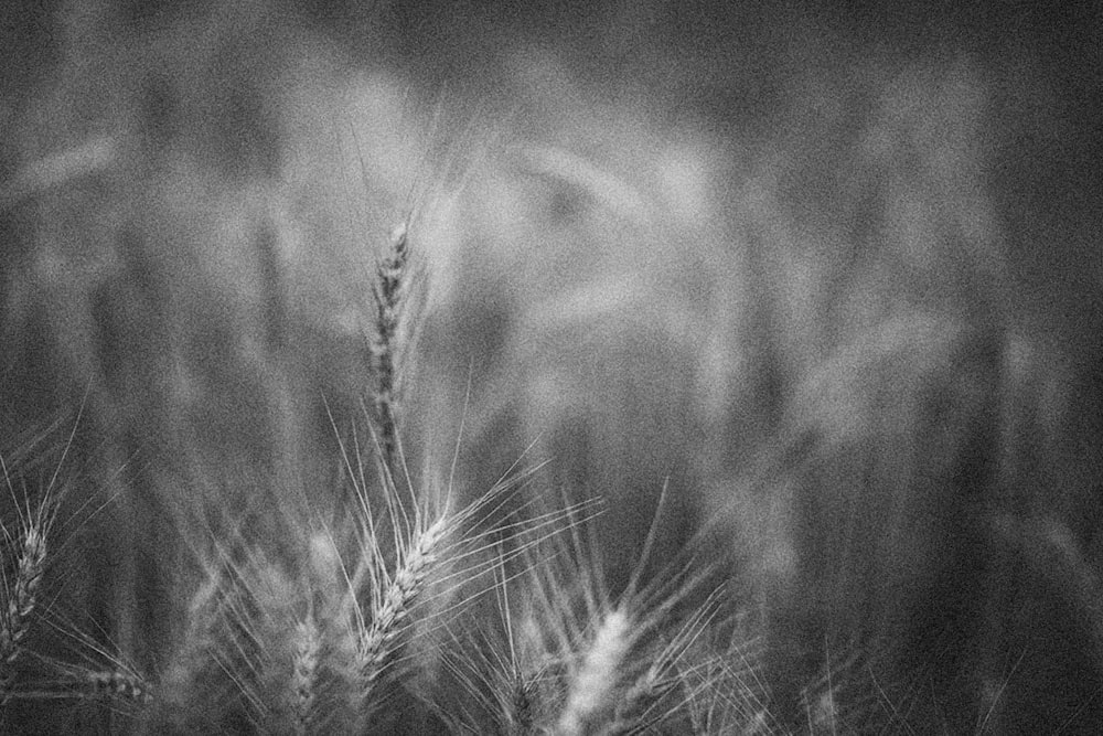 a black and white photo of a field of wheat