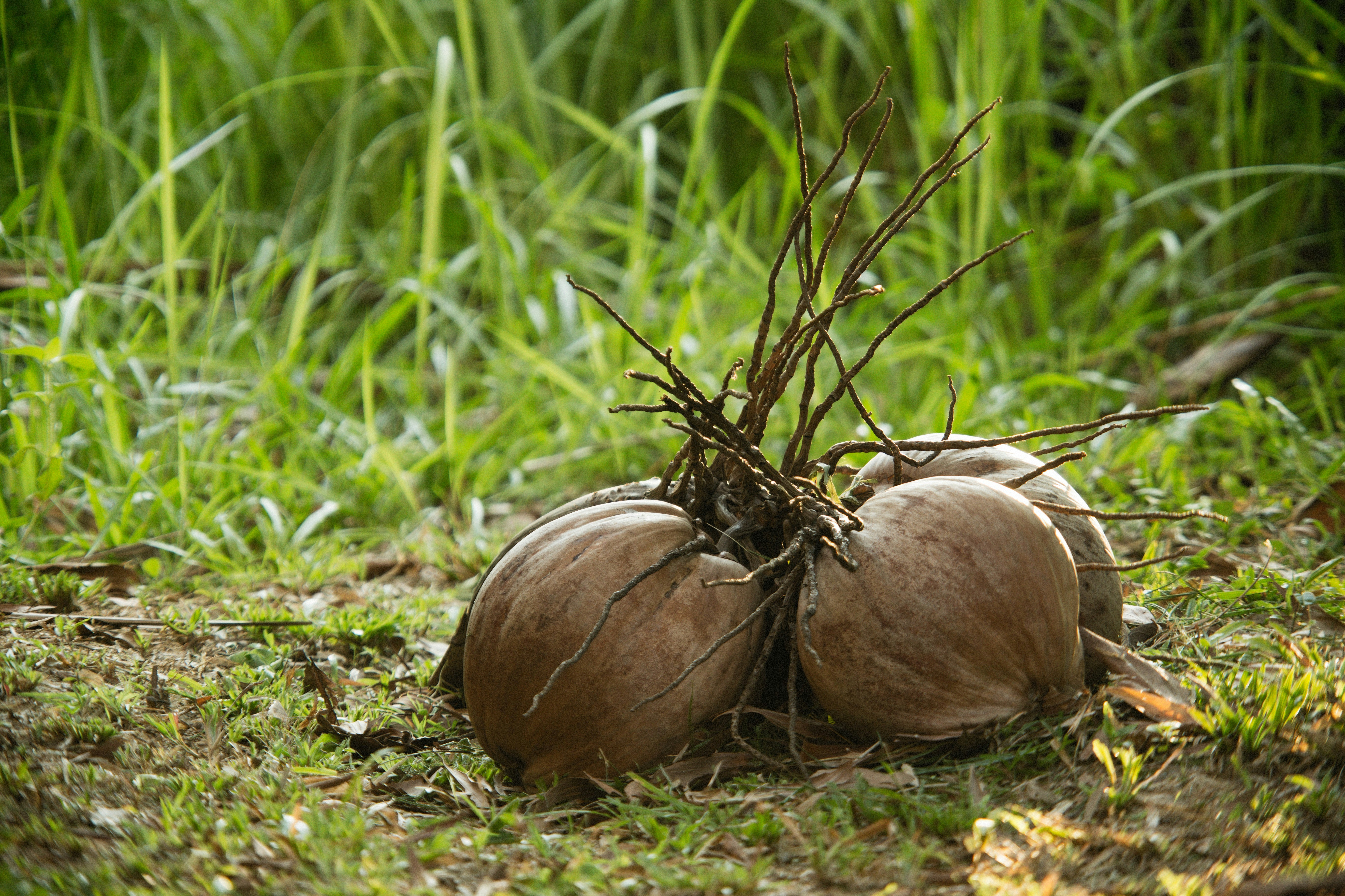 Un par de calabazas que están en la hierba
