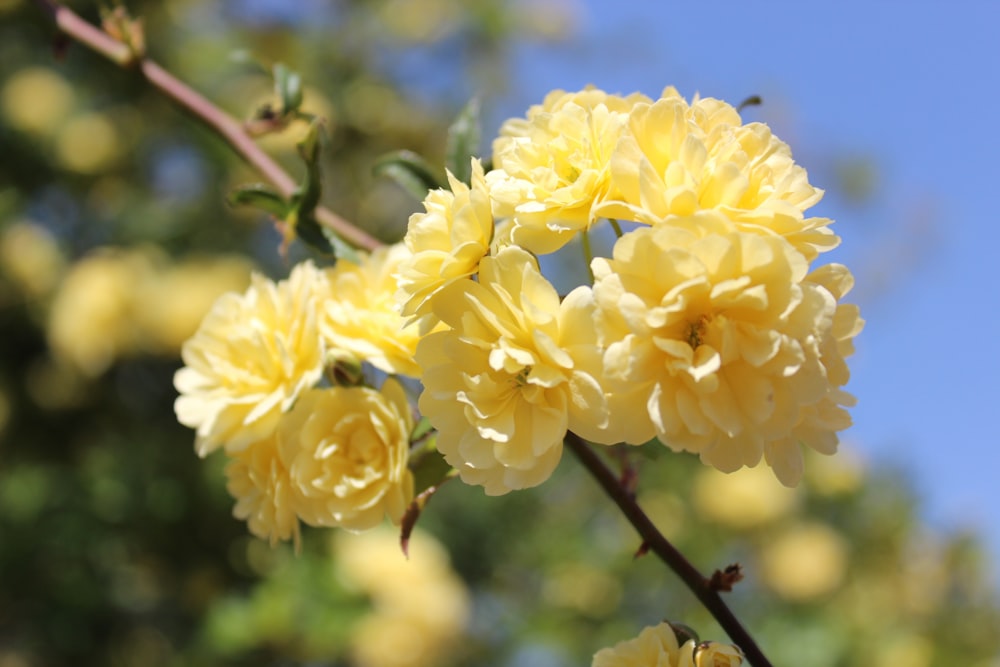 ein Strauß gelber Blumen auf einem Baum