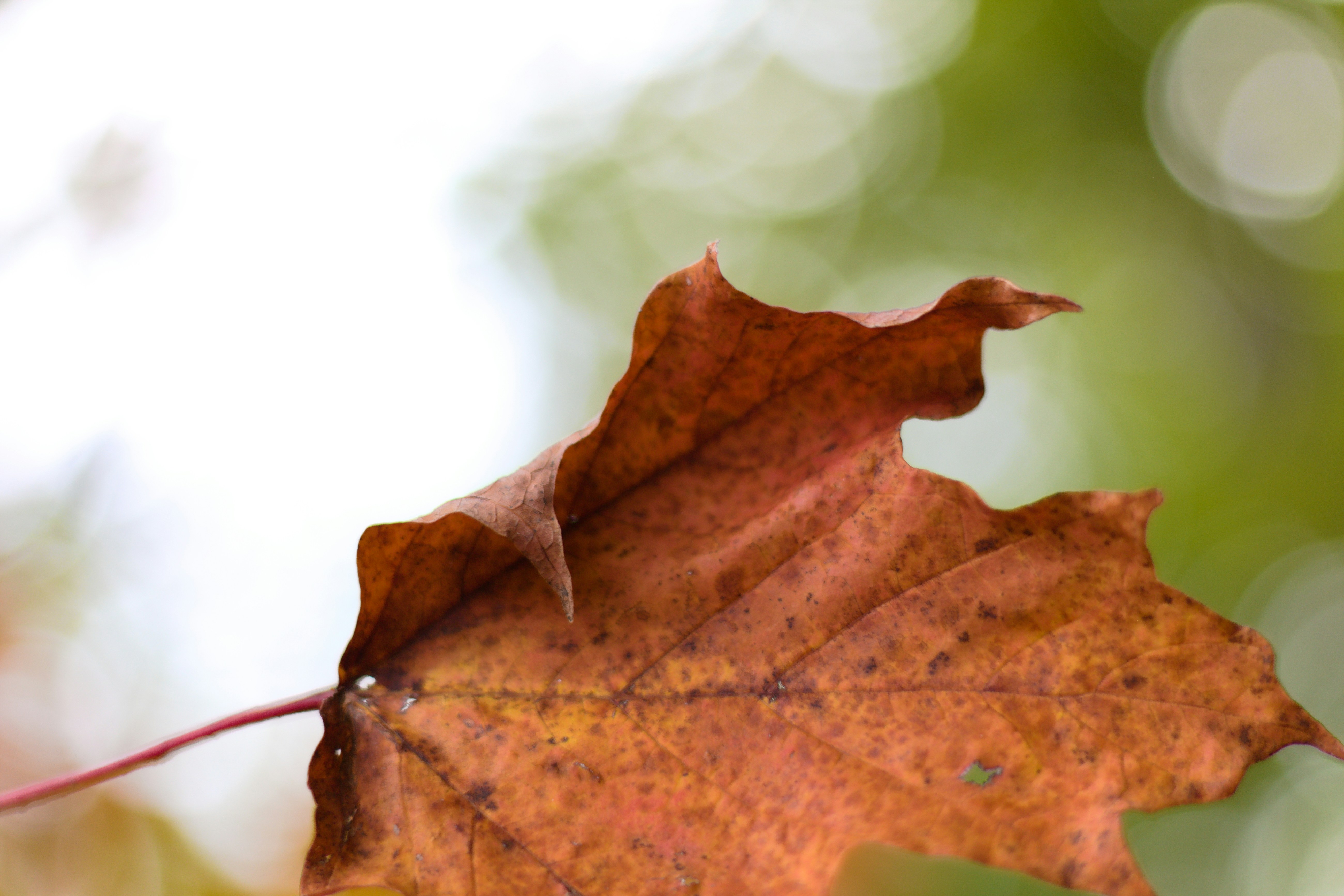 Choose from a curated selection of leaf backgrounds. Always free on Unsplash.