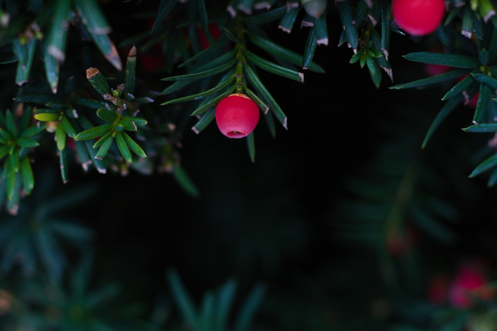 a close up of a pine tree with berries on it